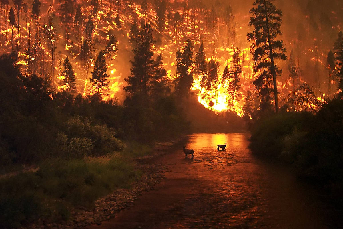 Klimaatverandering verdubbelt aantal bosbranden in VS