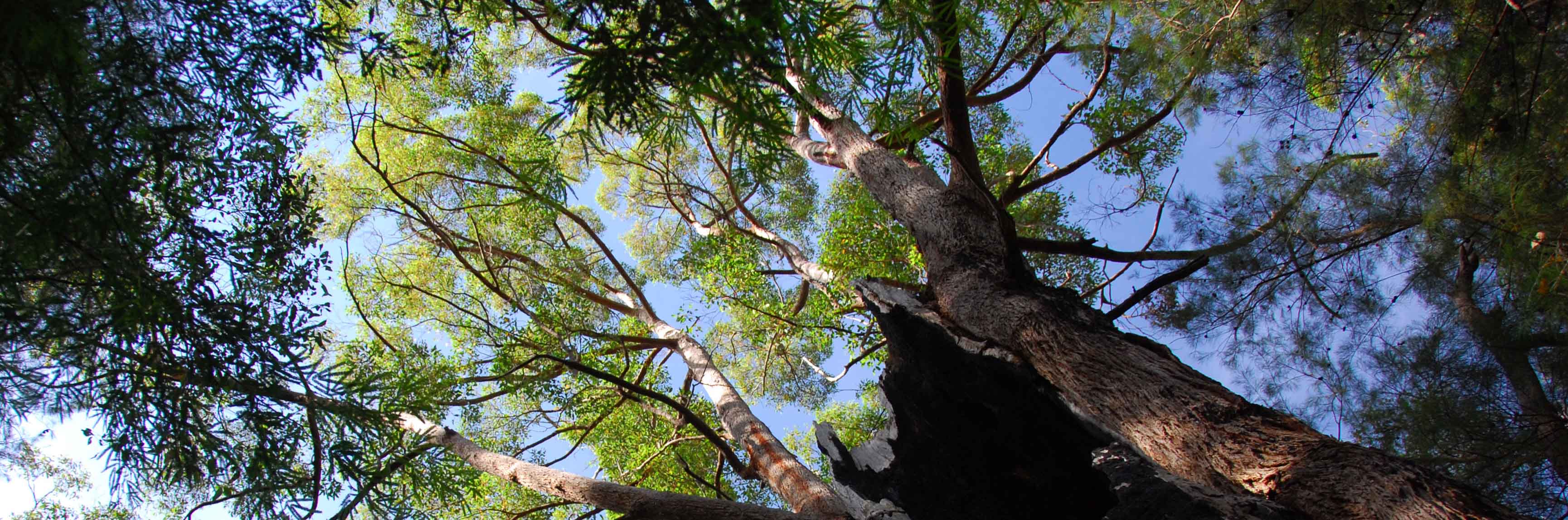 Tasmanië draait bescherming wouden terug