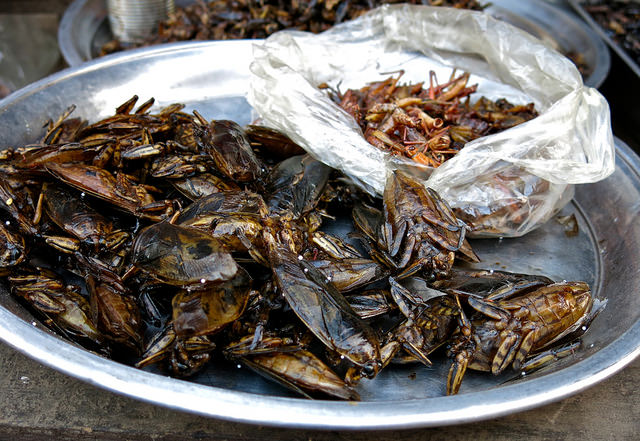 Insecten even voedzaam als rood vlees
