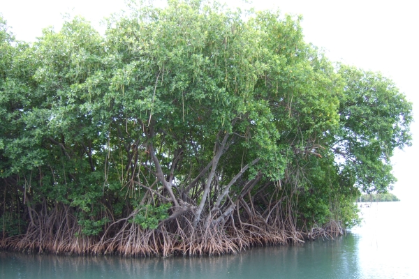Lokaal beheer is redding voor mangrovebossen