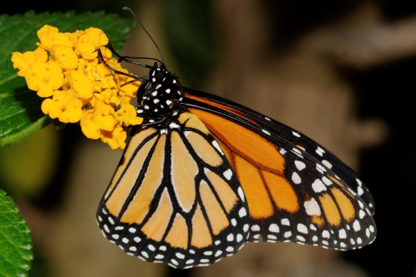 Populatie iconische monarchvlinder krimpt nog verder