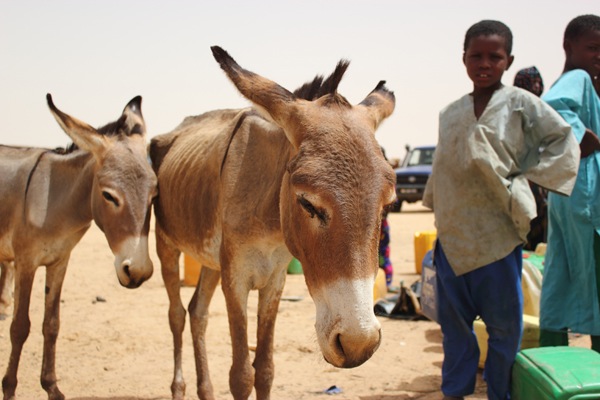 Klimaatgrillen in Niger in beeld