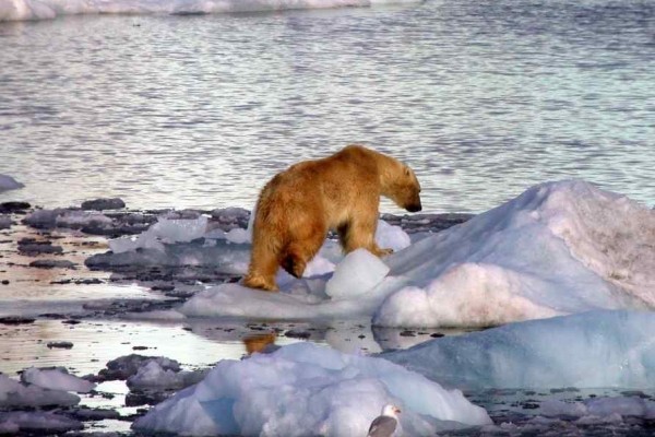 Klimaatoptimisme raakt op in 2013