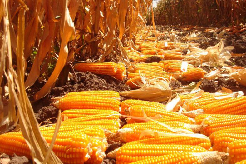 Cimmyt (CC by-nc-sa 2.0)