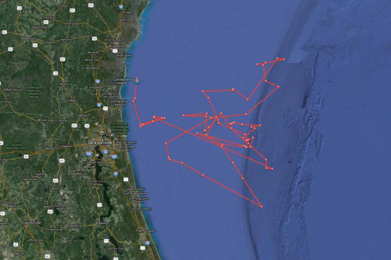Bron: www.ocearch.org