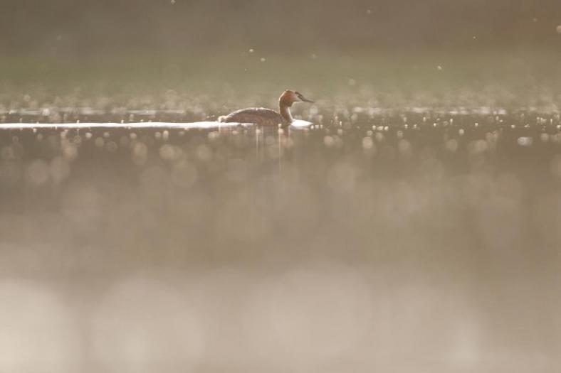 © Wim Dirckx / Natuurpunt