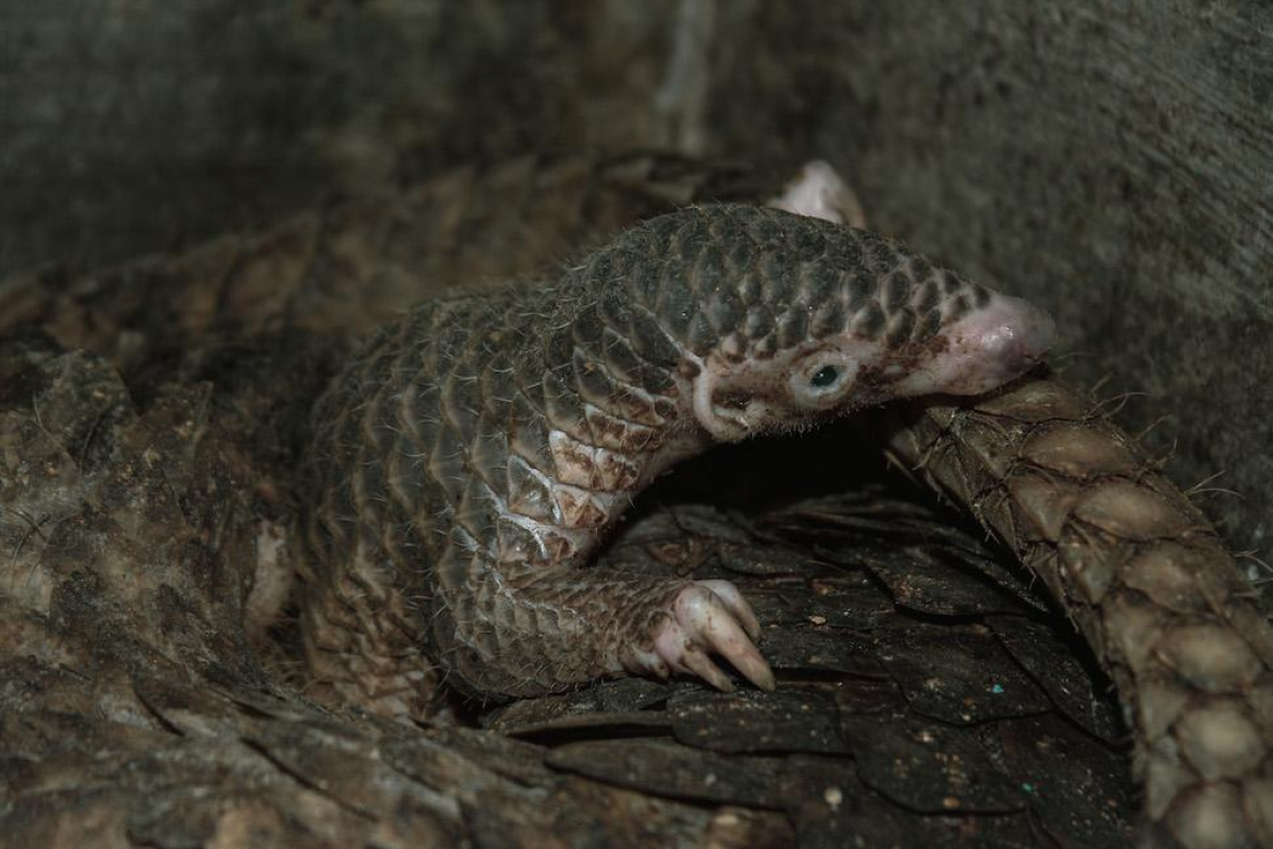 Tommy Apriando / Tempo, Mongabay